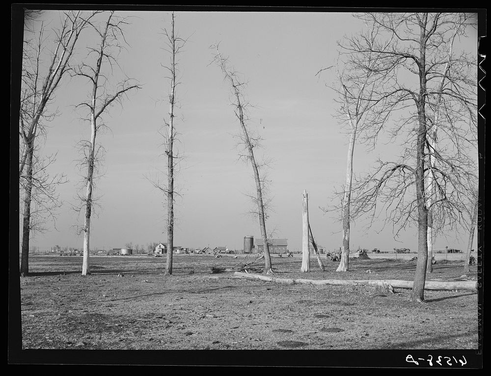 Old shelter belt planted around farm in Traill County, North Dakota. Sourced from the Library of Congress.