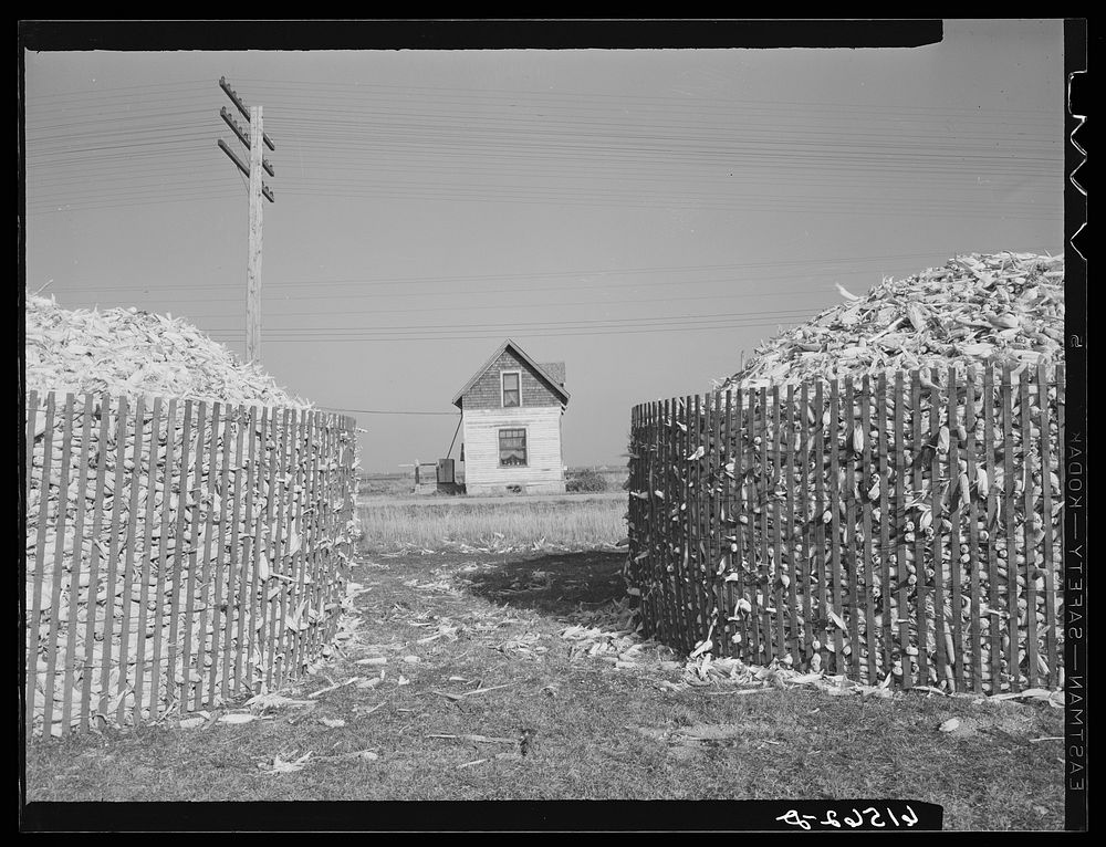 Harwood, North Dakota. Open corn Free Photo rawpixel
