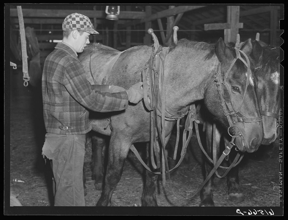 Oldest Sauer boy harnessing team. Cavalier County, North Dakota. Sourced from the Library of Congress.