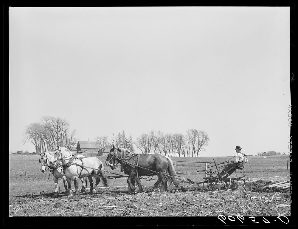 Plowing with team of horses. Grundy County, Iowa. Sourced from the Library of Congress.