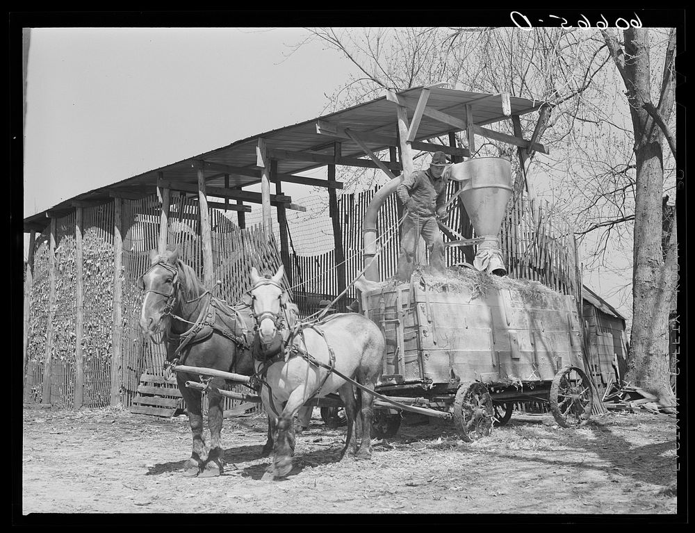 Wagon loaded with corn ground for feed. Grundy County, Iowa. Sourced from the Library of Congress.