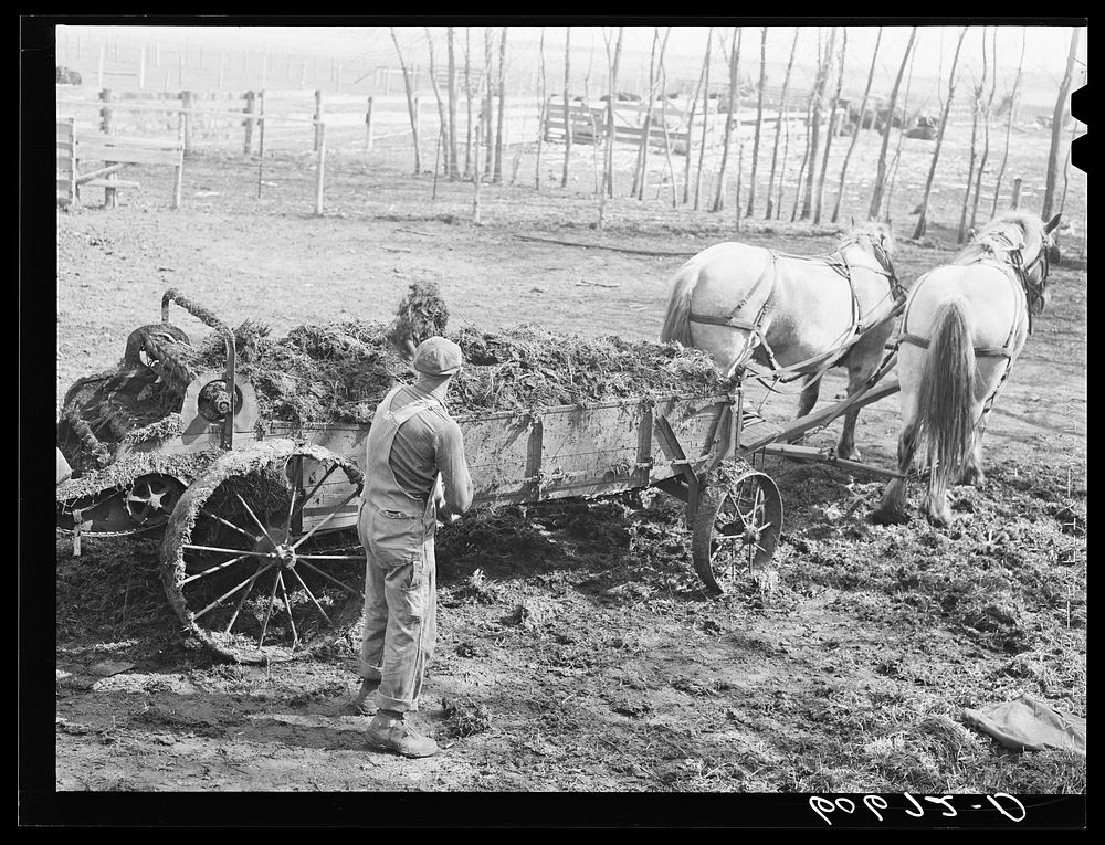 Loading wagon with manure to spread in cornfield before planting. Grundy County, Iowa. Sourced from the Library of Congress.