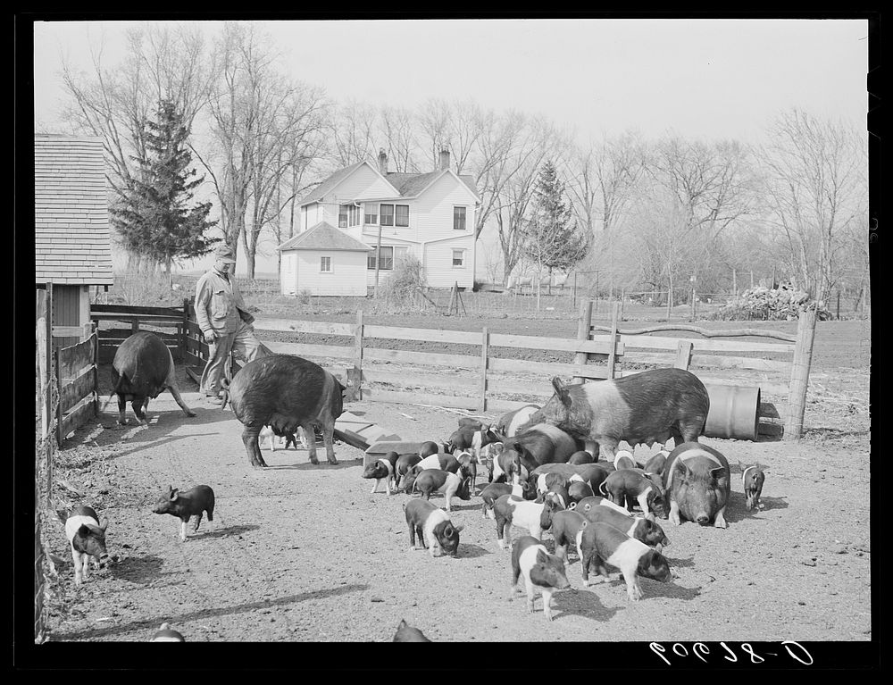 Hogs of Iowa corn farmer. Grundy County, Iowa. Sourced from the Library of Congress.