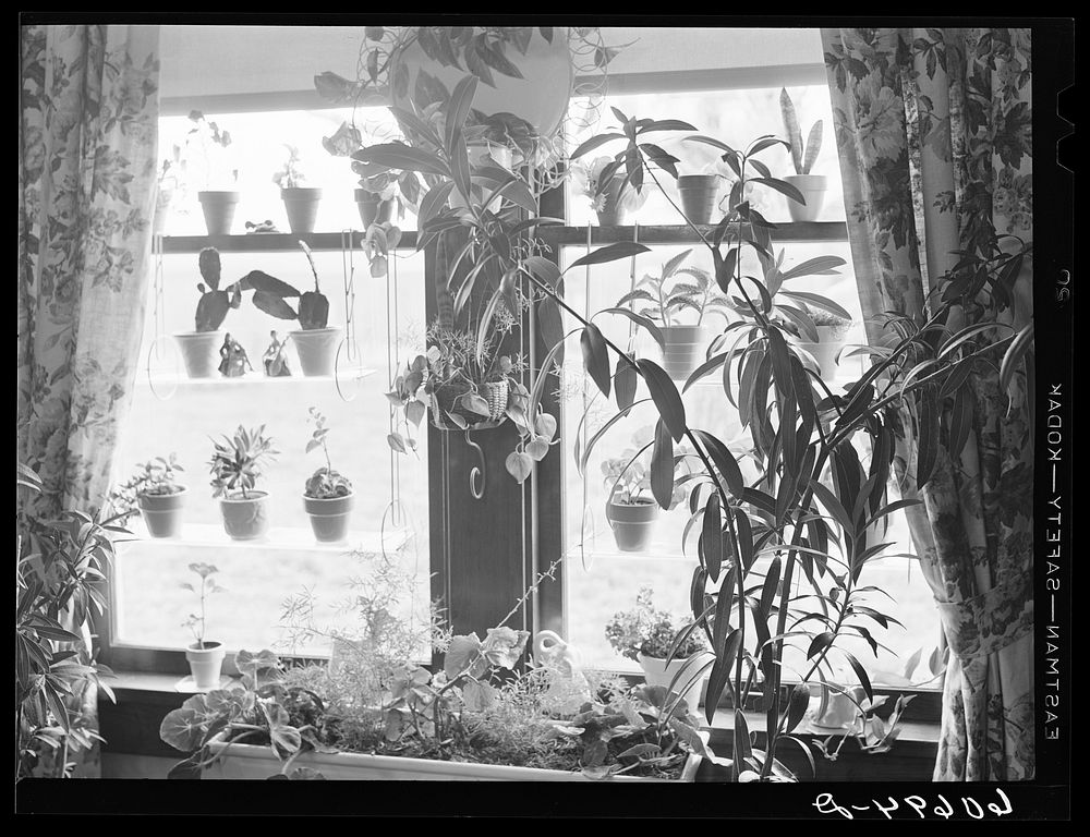 Plants in window of farm home. Greene County, Iowa. Sourced from the Library of Congress.