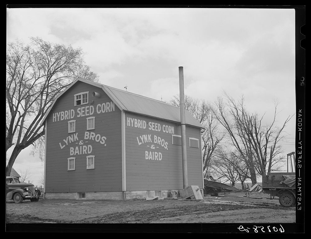 Small hybrid seed corn plant. Marshall County, Iowa. Sourced from the Library of Congress.