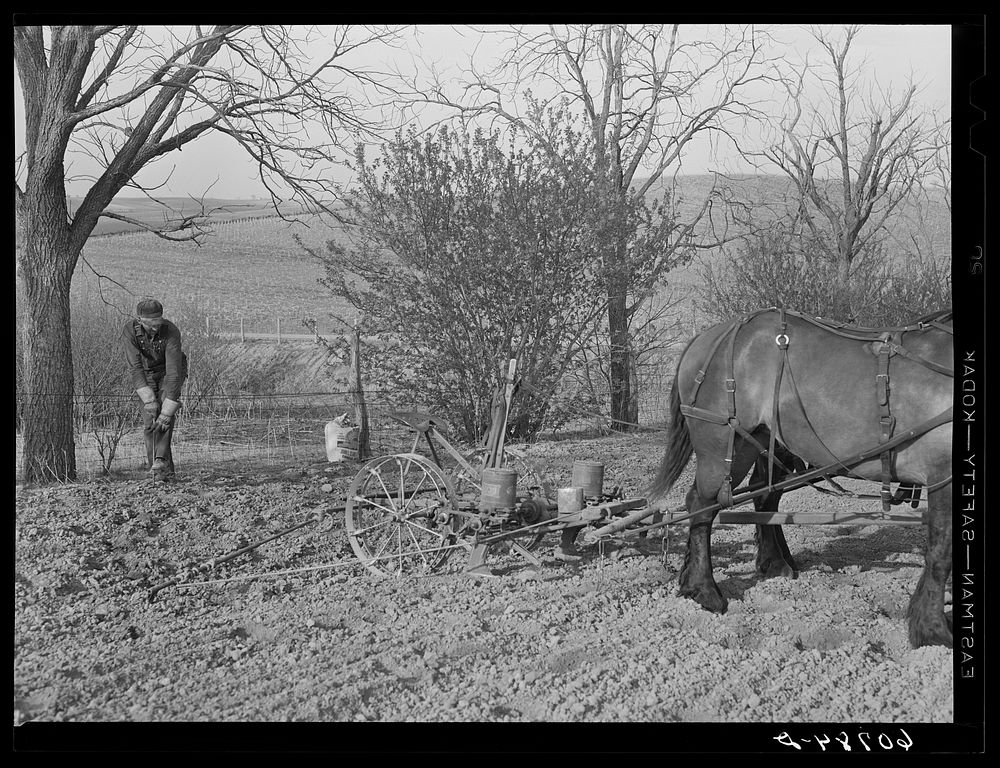Planting stake in ground which holds wire used in corn planting. Monona County, Iowa. Sourced from the Library of Congress.