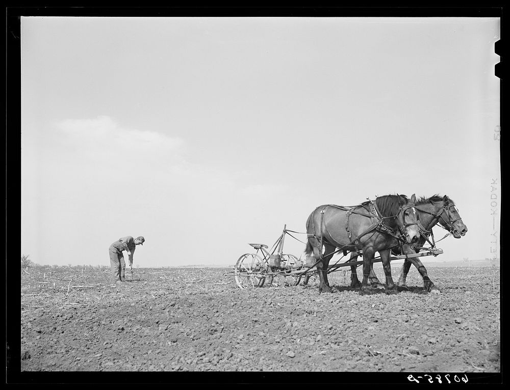 Planting the stake which holds the wire in check. Row planting of corn. Monona County, Iowa. Sourced from the Library of…