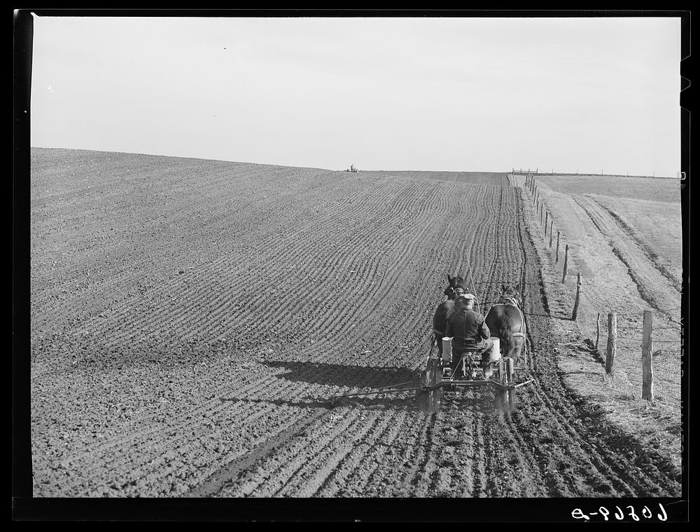Planting corn. Jasper County, Iowa. Sourced from the Library of Congress.