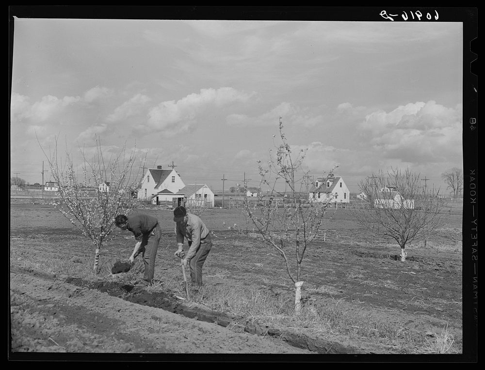 Spading orchard. Granger Homesteads, Iowa. Sourced from the Library of Congress.