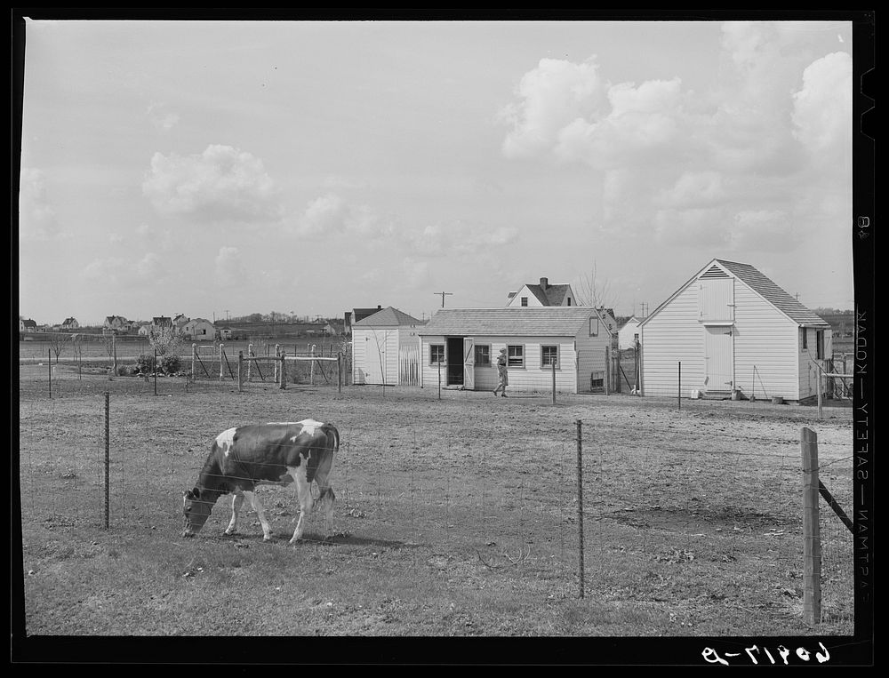 Barnyard of small subsistence farmstead. Granger Homesteads, Iowa. Sourced from the Library of Congress.