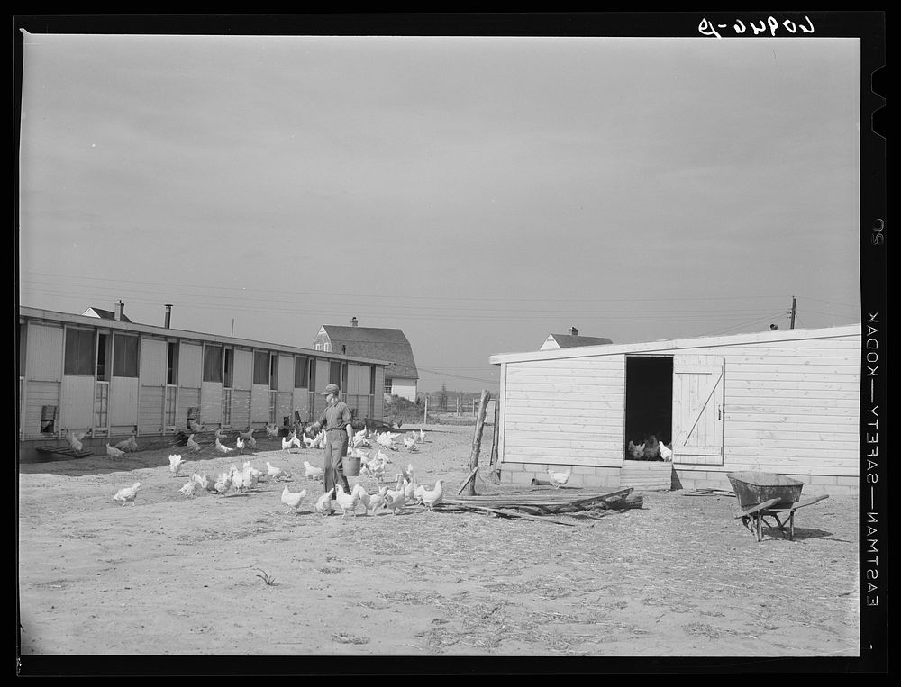Cooperative poultry yard at Deshee Unit, Wabash Farms, Indiana. One man is in charge of the poultry full-time. Sourced from…