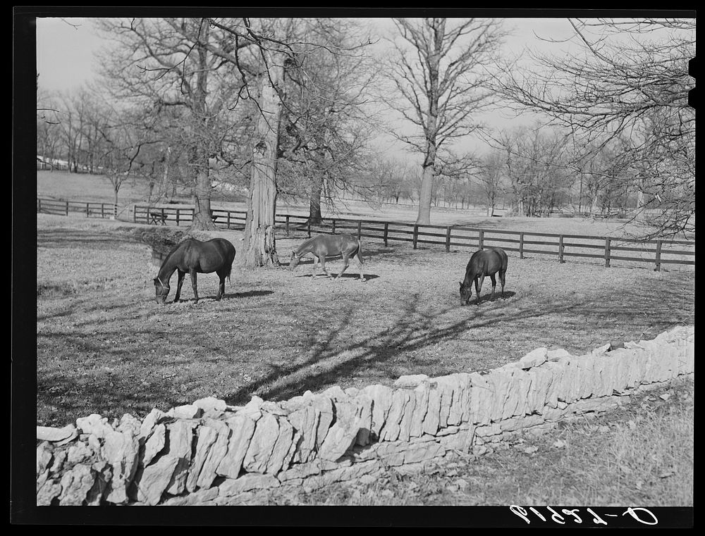 Horse farm in Bluegrass country. Fayette County, Kentucky. Sourced from the Library of Congress.