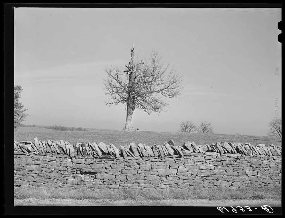 Stone fence. Scott County, Kentucky. Sourced from the Library of Congress.
