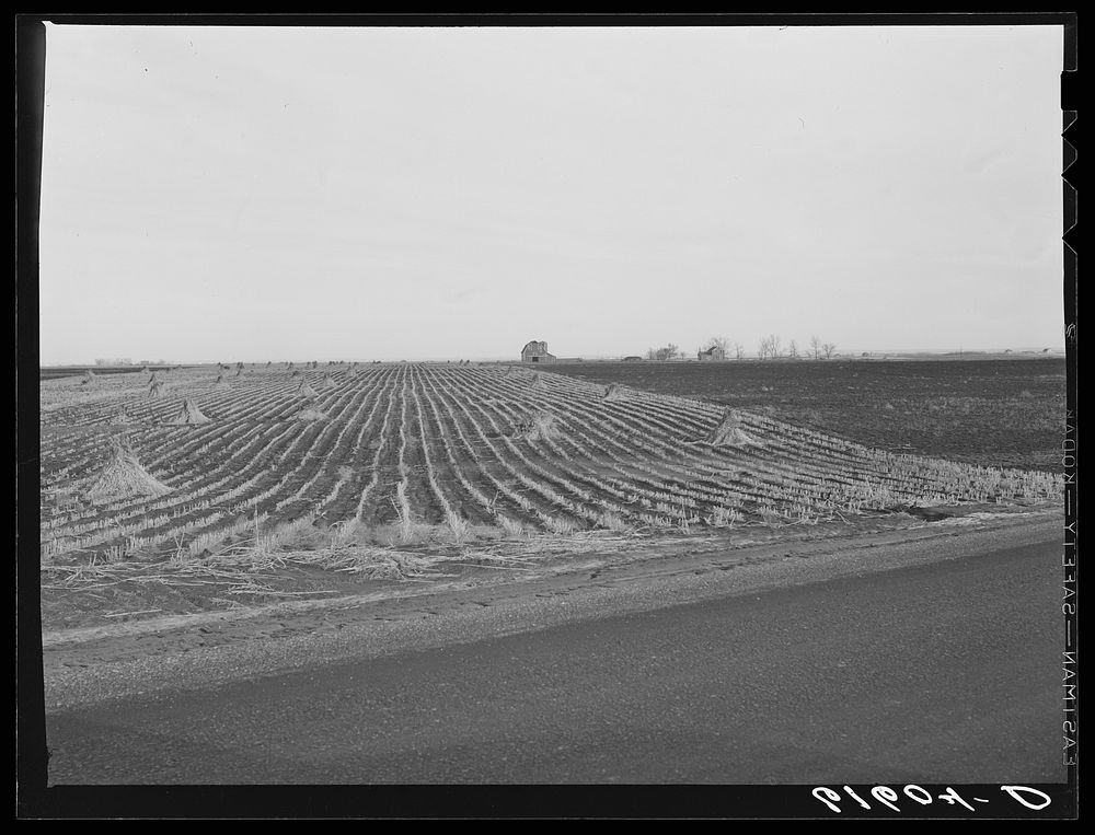 Cornfield. Brown County, South Dakota. Sourced from the Library of Congress.