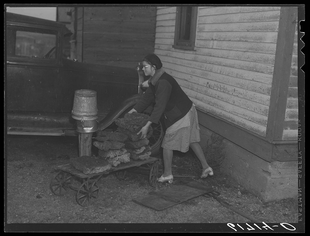 [Untitled photo, possibly related to: Gathering "barnyard lignite" for use as fuel in kitchen stove. McIntosh County, North…