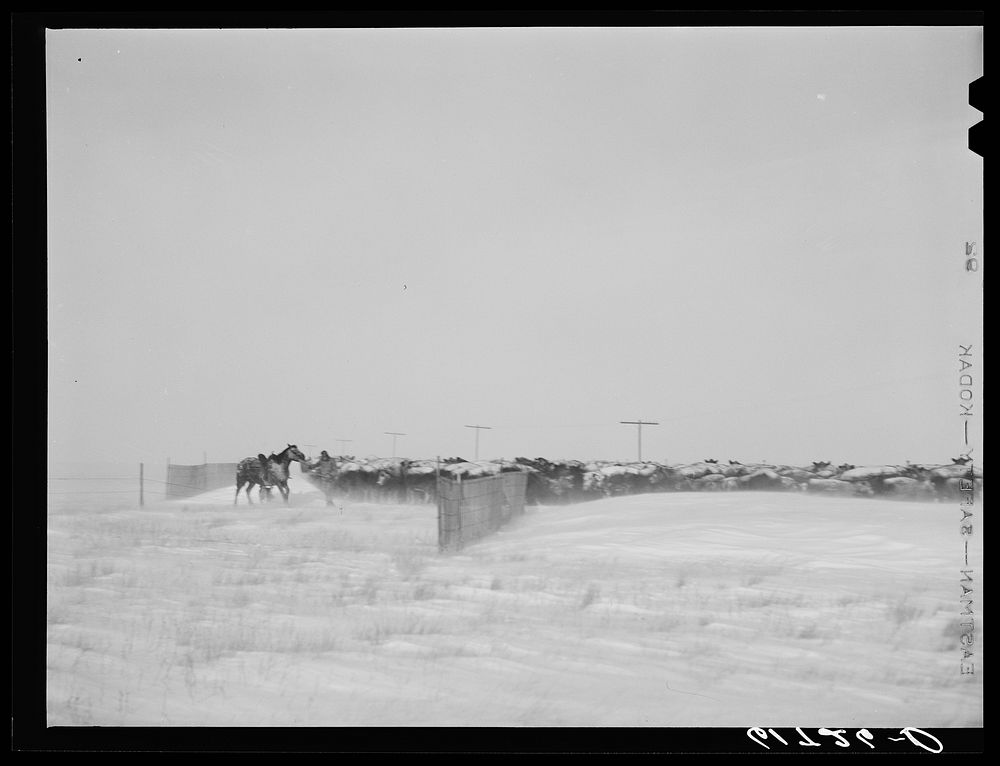 Rounding up cattle during first stages of snow blizzard. Lyman County, South Dakota. Sourced from the Library of Congress.