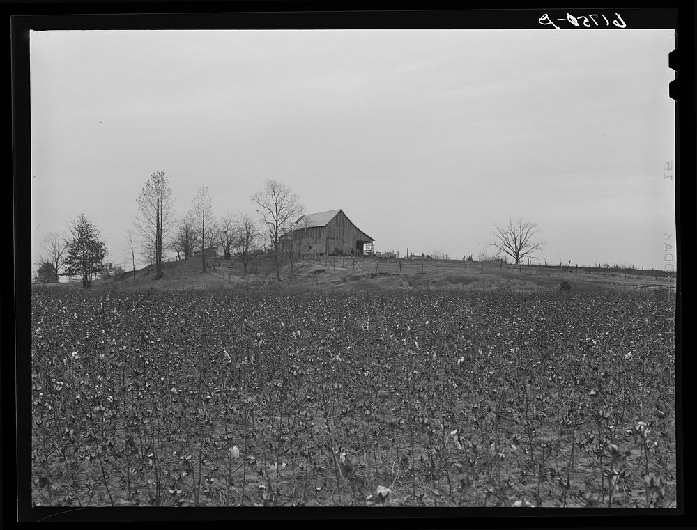 Cotton. Greene County, Arkansas. Sourced from the Library of Congress.