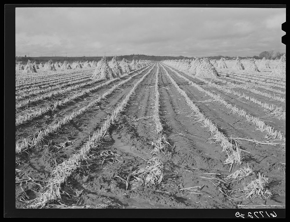 Sorghum fields, Greenwood County, Kansas. Sourced from the Library of Congress.