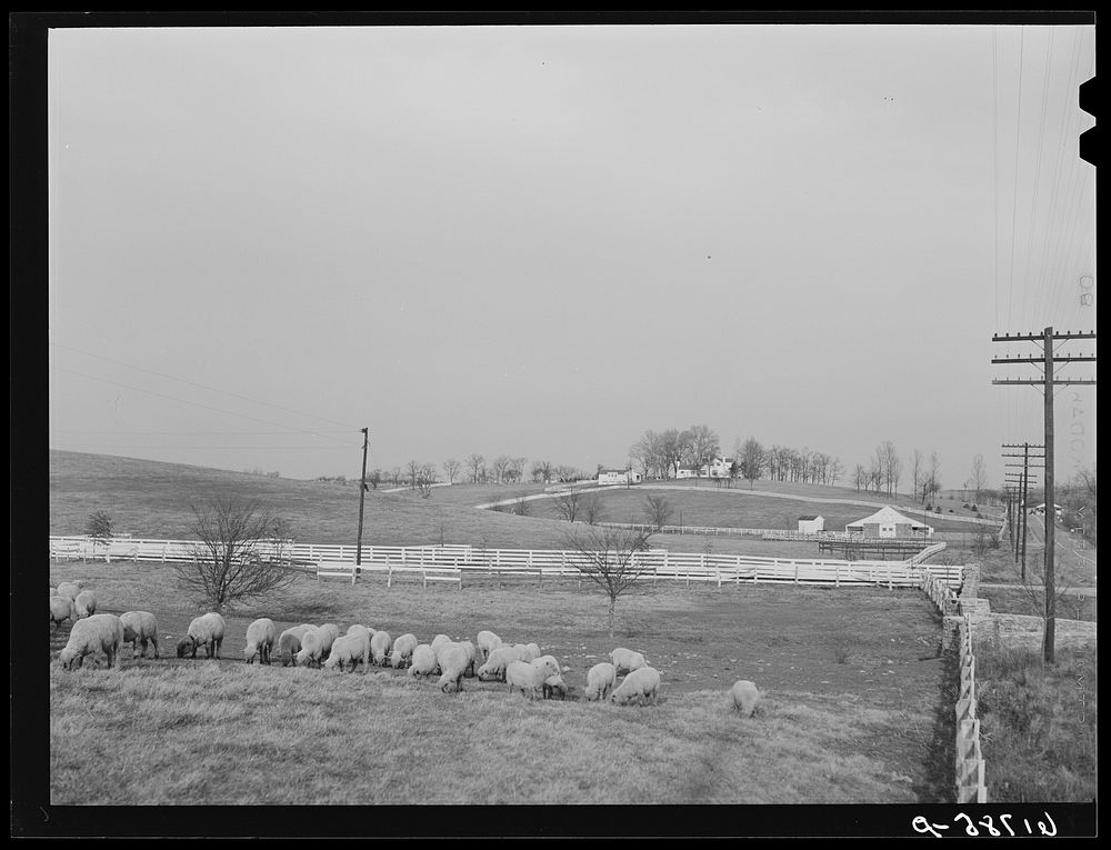 Kentucky Bluegrass county. Fayette County. Sourced from the Library of Congress.