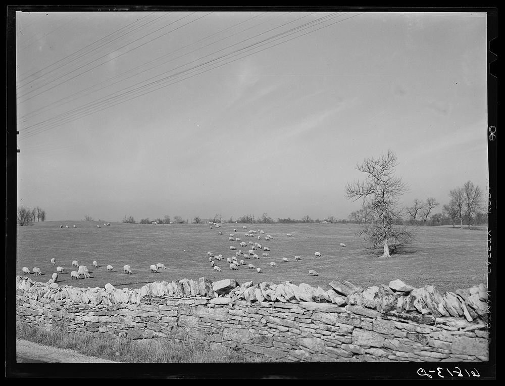 Sheep. Fayette County, Kentucky. Sourced from the Library of Congress.