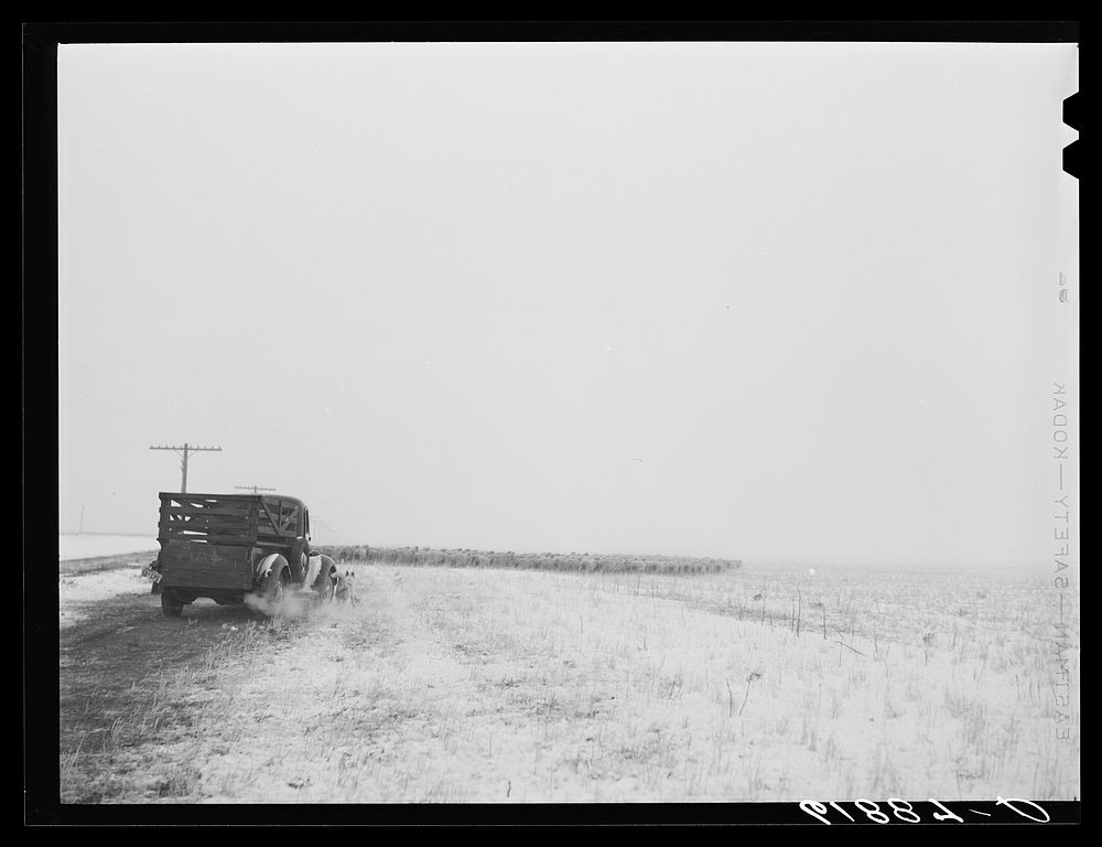 Herding in sheep as blizzard approaches. Hyde County, South Dakota. Sourced from the Library of Congress.