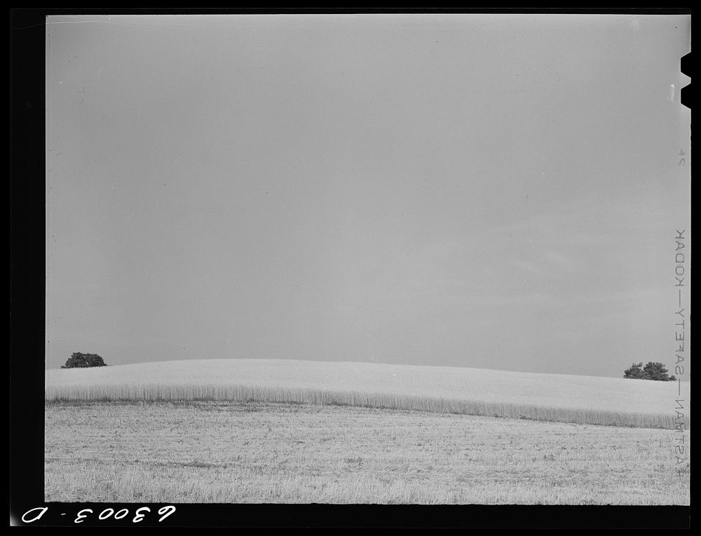 Wheat. Daviess County, Indiana. Sourced from the Library of Congress.