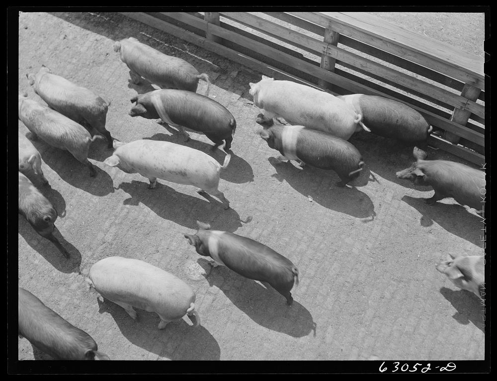 Hogs going into pen at stockyards. Chicago, Illinois. Sourced from the Library of Congress.