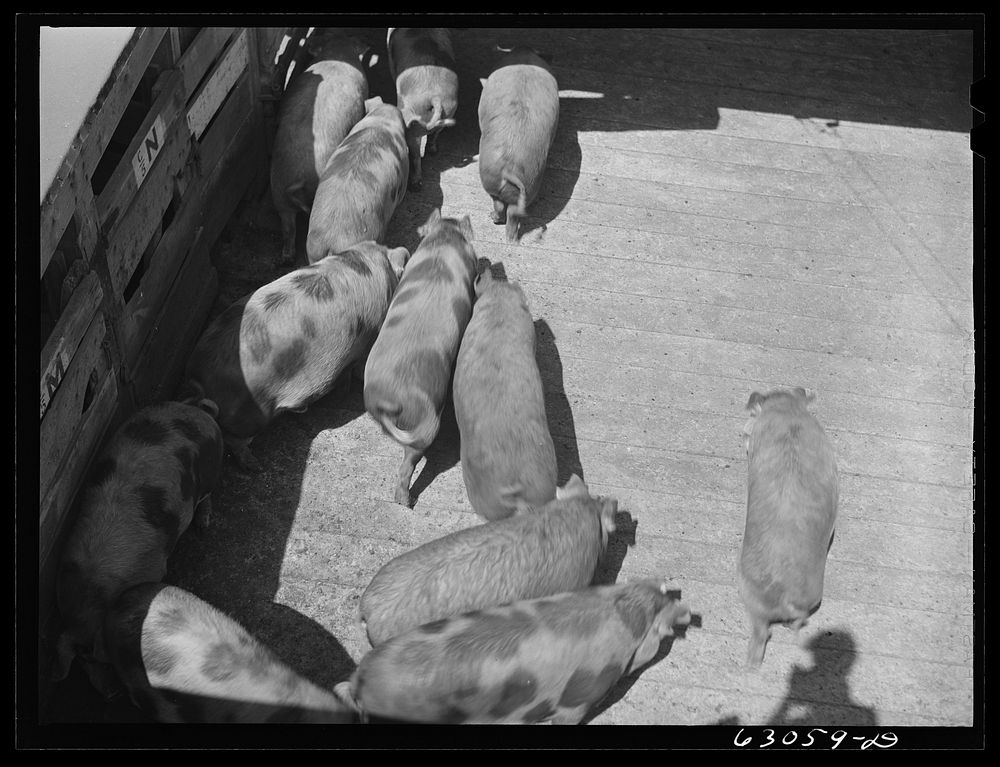 [Untitled photo, possibly related to: Hogs going into pen at stockyards. Chicago, Illinois]. Sourced from the Library of…