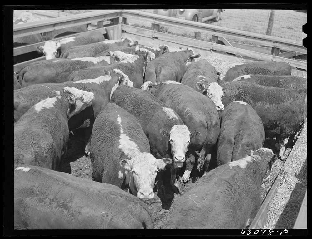 Cattle at Chicago Union Stockyards. Chicago, Illinois. Sourced from the Library of Congress.