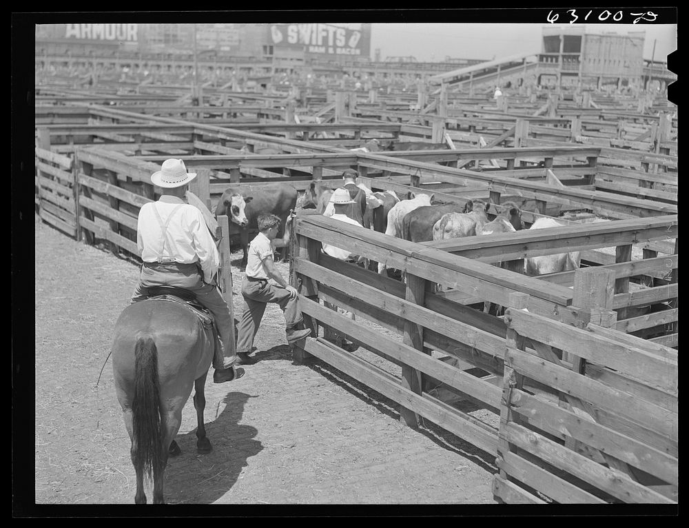 [Untitled photo, possibly related to: Buyer looking over cattle. Union Stockyards, Chicago, Illinois]. Sourced from the…