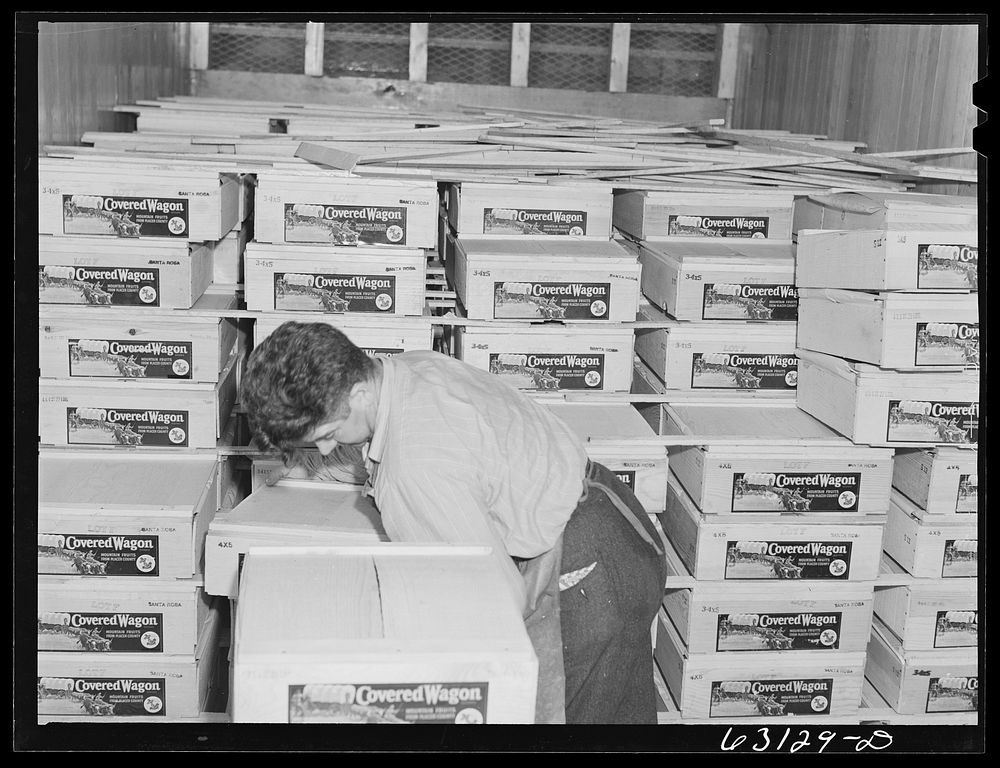 Unloading fruit from frieght car. Produce terminal, Chicago, Illinois. Sourced from the Library of Congress.