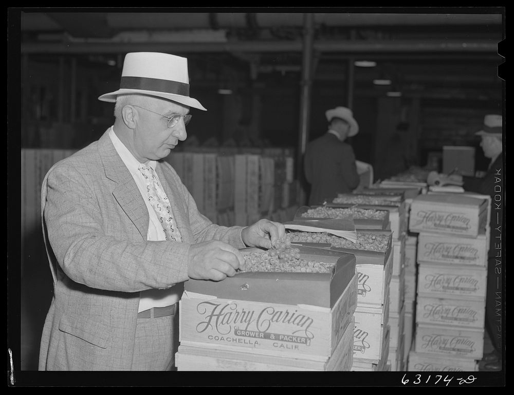 Commission merchant examining produce before going into auction room. Fruit terminal warehouse. Chicago, Illinois. Sourced…