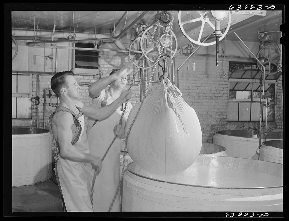 Removing the curd from the whey. Swiss cheese factory. Madison, Wisconisn. Sourced from the Library of Congress.