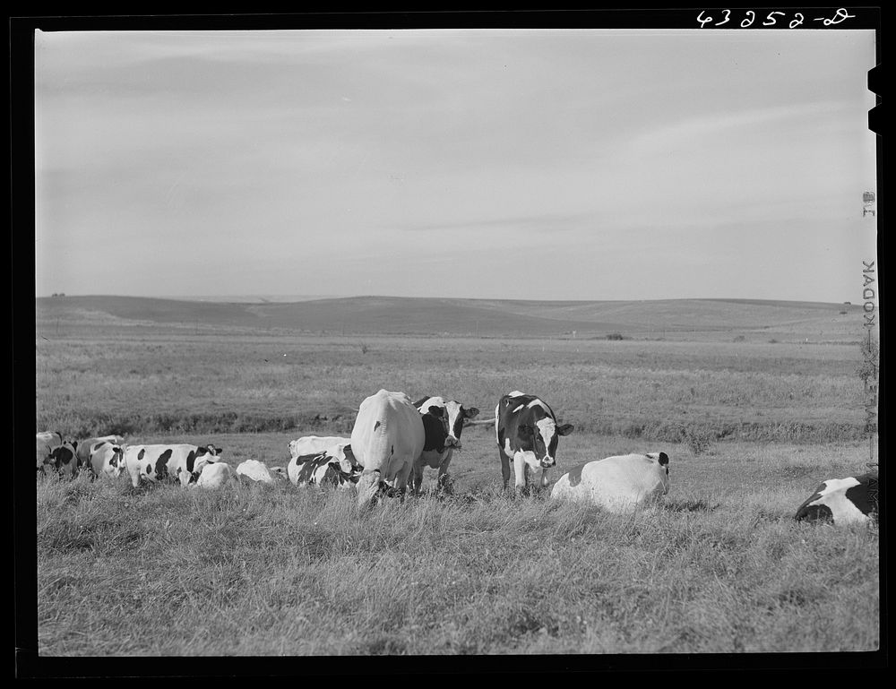 Dairy herd. Dane County, Wisconsin. Sourced from the Library of Congress.