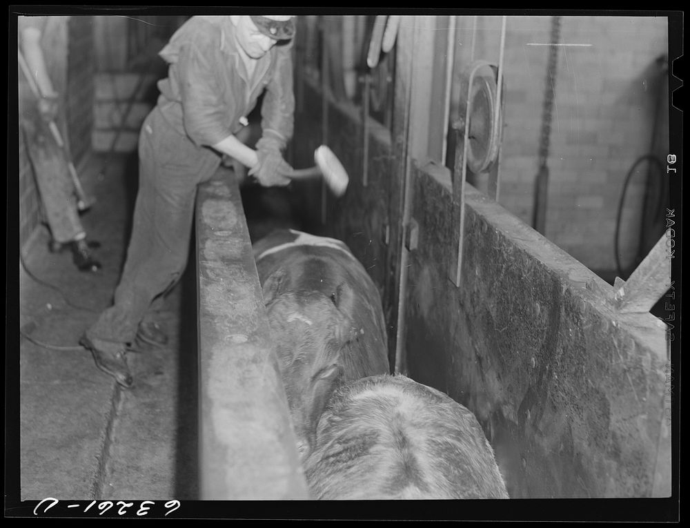 The beef kill: cattle are first led into a narrow alley and stunned by a blow on the head. Packing plant, Austin, Minnesota.…
