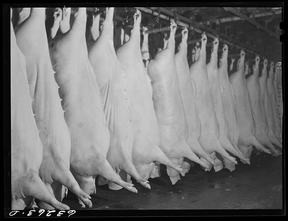 [Untitled photo, possibly related to: Inspections on innards in the pork department. Packing plant, Austin, Minnesota].…