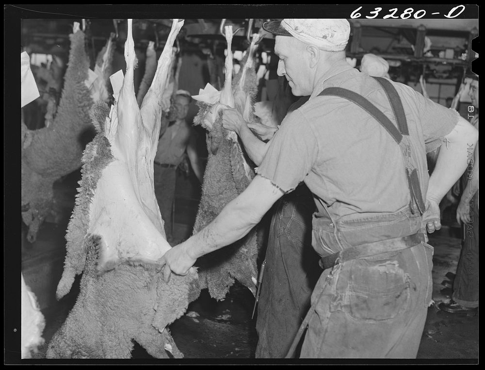 Skinning sheep. Packing plant, Austin, Minnesota. Sourced from the Library of Congress.