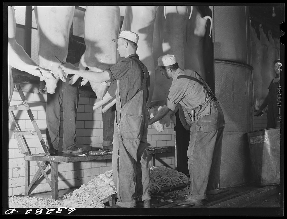 Cutting waste material off hogs. Packing plant, Austin, Minnesota. Sourced from the Library of Congress.