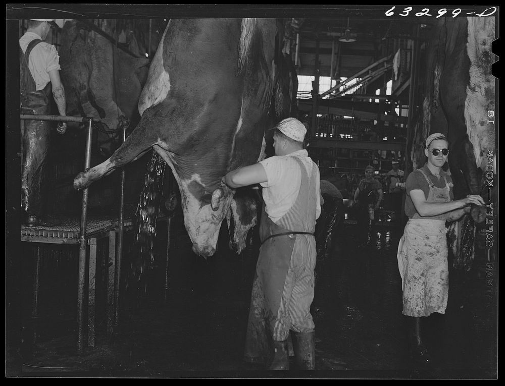 Slitting throats of cattle. Packing plant, Austin, Minnesota. Sourced from the Library of Congress.