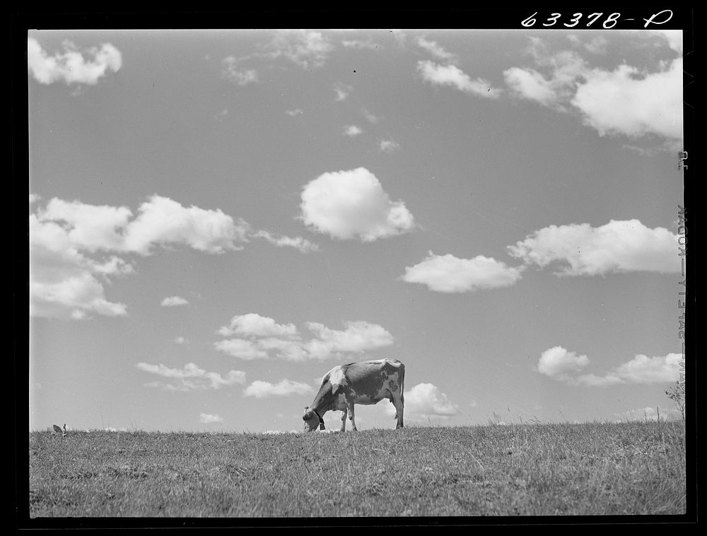 Cow in pasture. Santi County, Minnesota. Sourced from the Library of Congress.