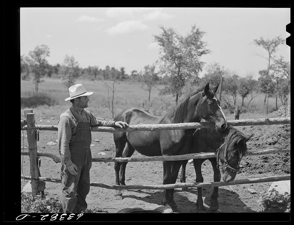 FSA (Farm Security Administration) borrower with pair of colts. Itasca County, Minnesota. Sourced from the Library of…