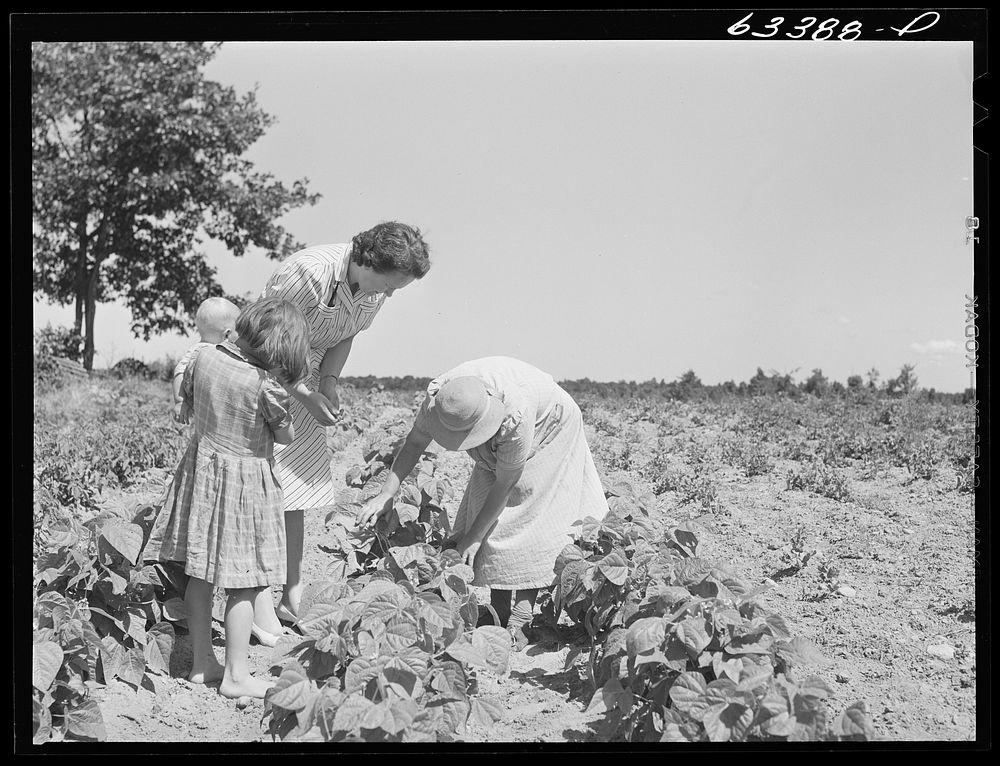 Home supervisor in garden with wife of FSA (Farm Security Administration) borrower. Mille Lacs County, Minnesota. Sourced…