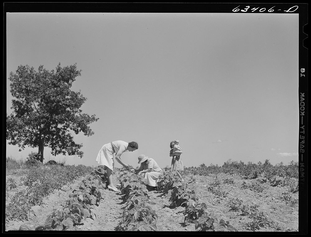 Home supervisor examining garden of FSA (Farm Security Administration) borrower. Mille Lacs County, Minnesota. Sourced from…