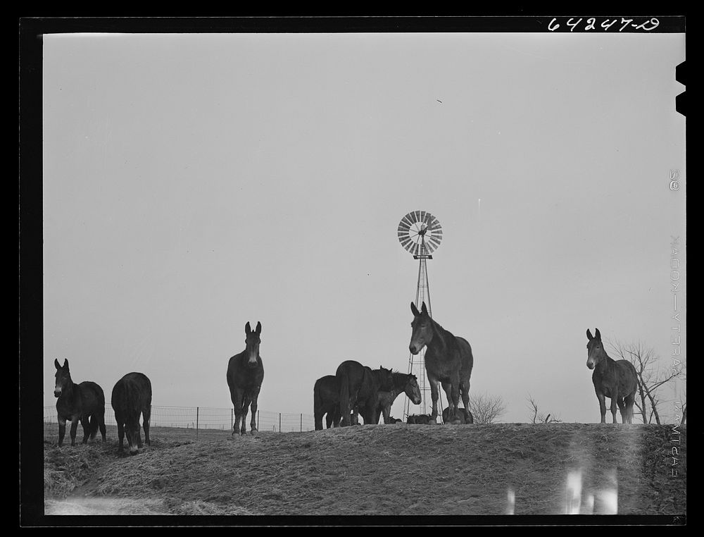 Chillicothe, Missouri (vicinity). Mules by John Vachon