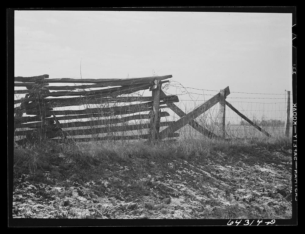 Carter County, Missouri. Rail fence joining barbed wire fence. Sourced from the Library of Congress.