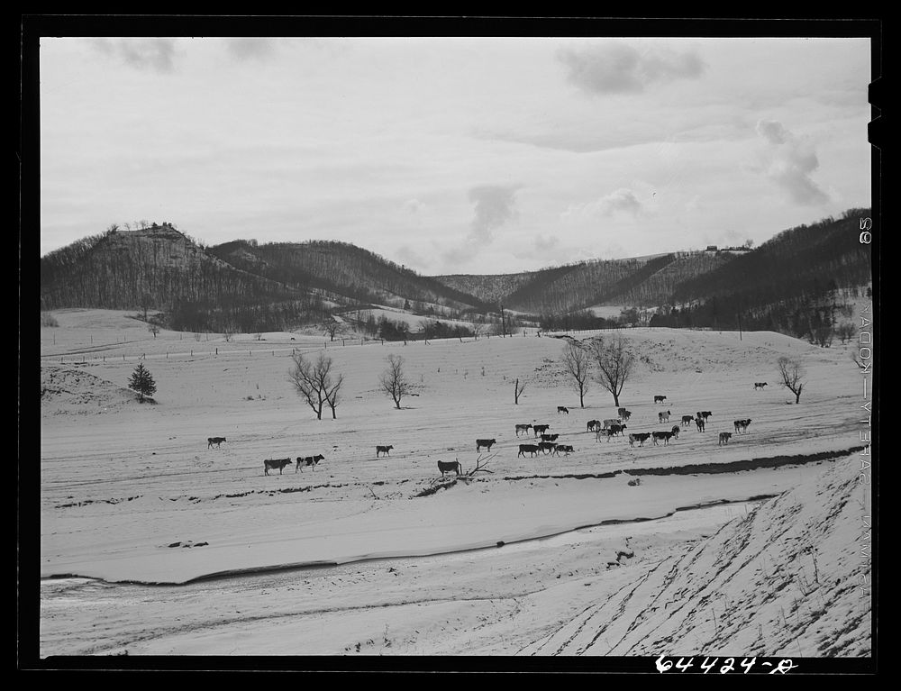 [Untitled photo, possibly related to: La Crosse, Wisconsin (vicinity). Dairy farm]. Sourced from the Library of Congress.