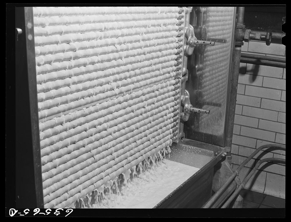 Milk running over cooler after pasteurizing. Duluth Milk Company, Duluth, Minnesota. Sourced from the Library of Congress.