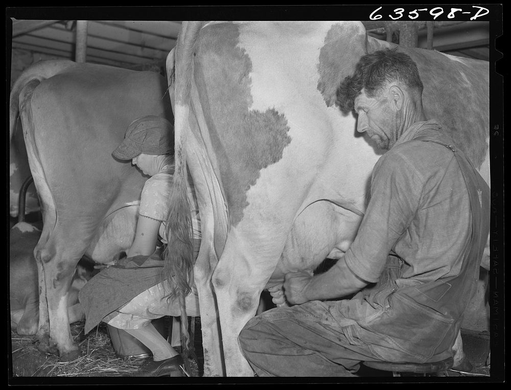 [Untitled photo, possibly related to: Milking cows. Waushara County, Wisconsin]. Sourced from the Library of Congress.