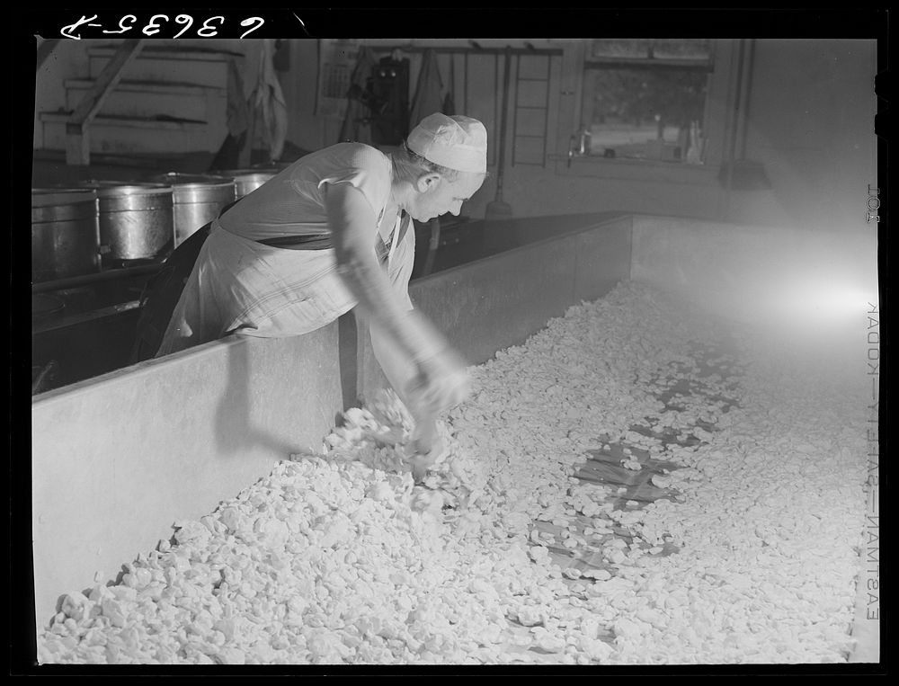 [Untitled photo, possibly related to: Making American cheese. Antigo, Wisconsin]. Sourced from the Library of Congress.