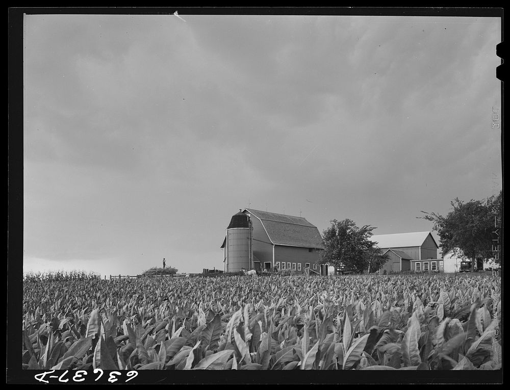 A tobacco farm. Sourced from the Library of Congress.